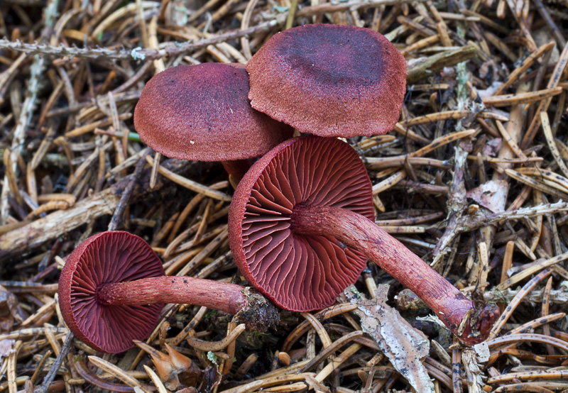 Cortinarius vitiosus